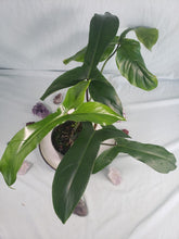 Load image into Gallery viewer, 69686, Exact Plant, Philodendron
