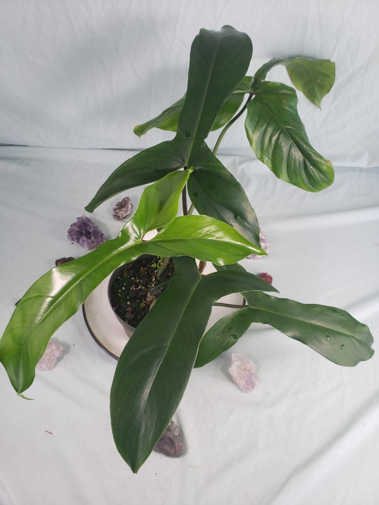 69686, Exact Plant, Philodendron