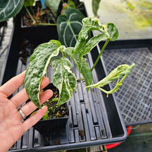 Load image into Gallery viewer, Amydrium Zippelianum, not Medium, Variegated 4" pot, Fedex 2day*
