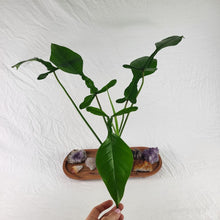 Load image into Gallery viewer, Philodendron Joepii 4" pot, Fedex 2day*
