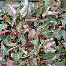 Load image into Gallery viewer, Philodendron Pink Princess Galaxy Variegated 4" pot, Fedex 2day*
