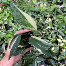 Load image into Gallery viewer, Scindapsus Blue Albo Variegated 2.5" pot, Fedex 2day*
