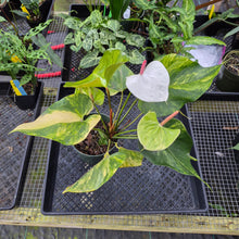 Load image into Gallery viewer, Anthurium Andraeanum White Heart, Exact Plant Variegated Ships Nationwide
