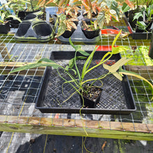 Load image into Gallery viewer, Philodendron Holtonianum Variegated, Exact Plant Ships Nationwide
