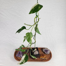 Load image into Gallery viewer, Epipremnum Pinnatum Albo, Exact Plant Variegated Ships Nationwide
