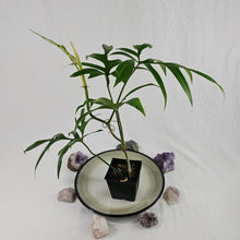 Load image into Gallery viewer, Philodendron Quercifolium, Exact Plant Ships Nationwide
