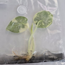 Load image into Gallery viewer, Alocasia Maharani Albo Variegated tissue culture 2DayAir
