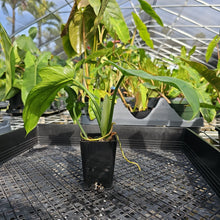 Load image into Gallery viewer, Philodendron Minarum 'Lime Fiddle' 2.5" pot, Fedex 2day*
