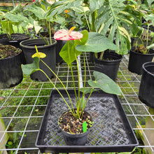 Load image into Gallery viewer, Anthurium Shibori, Exact Plant Variegated
