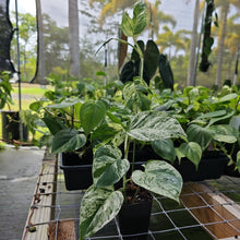 Load image into Gallery viewer, Epipremnum Pinnatum Marble, Exact Plant Variegated Ships Nationwide
