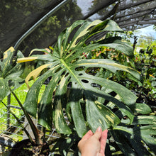 Load image into Gallery viewer, Monstera Thai Constellation Variegated exact plant, Fedex 2day*
