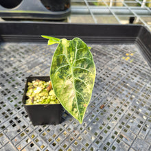 Load image into Gallery viewer, Alocasia Watsoniana Albo Pink variegated exact plant, Fedex 2day*
