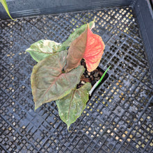 Load image into Gallery viewer, Syngonium Strawberry Ice, Exact Plant Variegated Ships Nationwide
