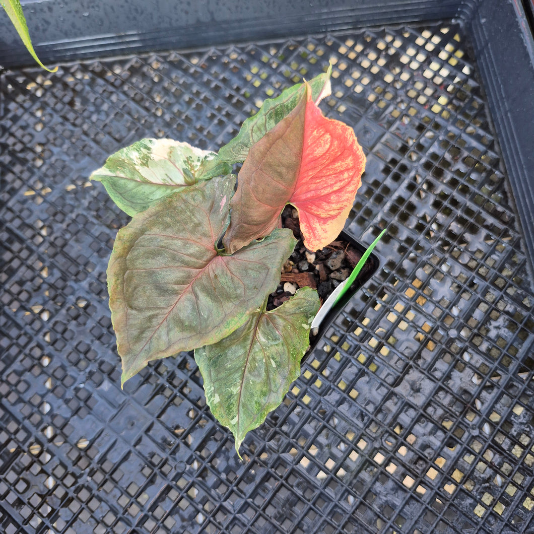 Syngonium Strawberry Ice, Exact Plant Variegated Ships Nationwide