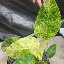 Load image into Gallery viewer, Philodendron Giganteum, Exact Plant Variegated Ships Nationwide
