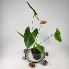 Load image into Gallery viewer, Anthurium Shibori, Exact Plant Variegated
