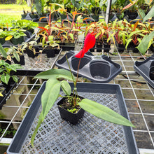 Load image into Gallery viewer, Anthurium Scherzerianum "Pig Tail", Exact Plant Ships Nationwide
