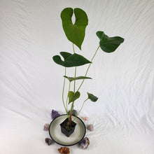 Load image into Gallery viewer, Anthurium Decipiens, Exact Plant Ships Nationwide
