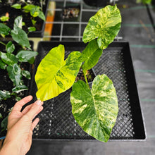 Load image into Gallery viewer, Alocasia Gageana Aurea, Exact Plant Variegated
