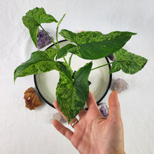 Load image into Gallery viewer, Syngonium Mojito, Exact Plant Variegated Ships Nationwide
