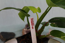 Load image into Gallery viewer, Variegated Philodendron White Princess Exact Plant Ships nationwide
