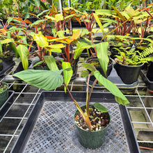 Load image into Gallery viewer, Philodendron Plowmanii, Exact Plant Ships Nationwide
