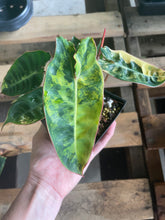 Load image into Gallery viewer, Philodendron Billietiae variegated 4" pot 2DayAir*
