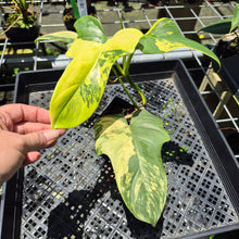 Load image into Gallery viewer, Philodendron Bipennifolium Variegated exact plant, Fedex 2day*
