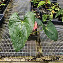 Load image into Gallery viewer, Anthurium Shibori, Exact Plant Variegated

