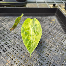 Load image into Gallery viewer, Alocasia Watsoniana Albo Pink variegated exact plant, Fedex 2day*

