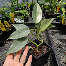 Load image into Gallery viewer, Philodendron Hastatum Silver Sword, Exact Plant Variegated Ships Nationwide
