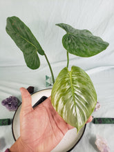 Load image into Gallery viewer, Sodoroi, exact plant, Philodendron, ships nationwide
