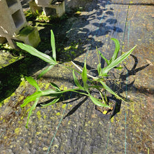 Load image into Gallery viewer, Philodendron Holtonianum, Exact Plant
