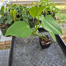Load image into Gallery viewer, Philodendron Microstictum, Exact Plant Ships Nationwide
