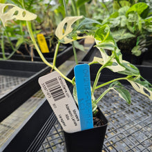 Load image into Gallery viewer, Monstera Adansonii Laniata Albo, Exact Plant Variegated Ships Nationwide
