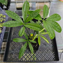 Load image into Gallery viewer, Anthurium Pentaphyllum, Exact Plant Ships Nationwide
