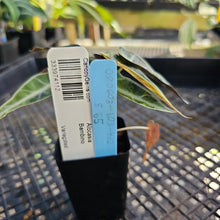 Load image into Gallery viewer, Alocasia Bambino, Exact Plant Variegated Ships Nationwide
