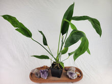 Load image into Gallery viewer, Anthurium Spectabile Wide Form, Exact Plant Ships Nationwide

