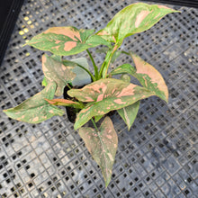 Load image into Gallery viewer, Syngonium Pink Splash, Exact Plant Variegated Ships Nationwide
