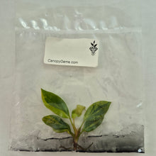 Load image into Gallery viewer, Philodendron Black Cardinal Variegated Tissue CultureFedex 2day*
