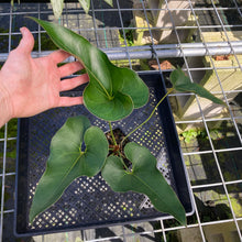 Load image into Gallery viewer, Anthurium Brownii, Exact Plant
