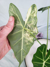 Load image into Gallery viewer, Frydek, exact plant, variegated Alocasia, ships nationwide
