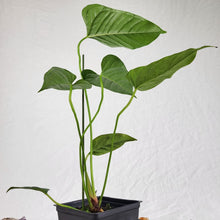Load image into Gallery viewer, Anthurium Cupulispathum X Pedatum , Exact Plant Frilled Lizard Ships Nationwide
