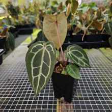 Load image into Gallery viewer, Anthurium Red Crystallinum Doc Block 2.5" pot, Fedex 2day*
