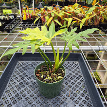 Load image into Gallery viewer, Philodendron Radiatum, Exact Plant Variegated Ships Nationwide
