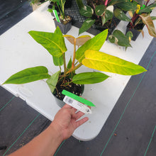 Load image into Gallery viewer, Philodendron Goldiana, Exact Plant Ships Nationwide
