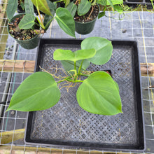 Load image into Gallery viewer, Philodendron Microstictum, Exact Plant Ships Nationwide
