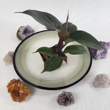 Load image into Gallery viewer, Philodendron Red Heart 2.5&quot; starter pot, ships nationwide
