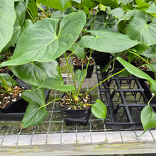 Load image into Gallery viewer, Anthurium Faustomirandae, Faustino'S Giant 4" pot, Fedex 2day*
