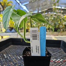 Load image into Gallery viewer, Syngonium Chiapense, Exact Plant Variegated Ships Nationwide
